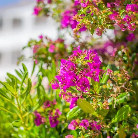 Calan Blanes Park 2adults 4children * Cala'N Blanes (Menorca)